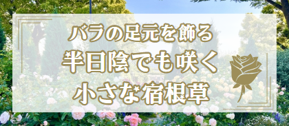 【バラの足元を飾る 半日陰でも咲く小さな宿根草。】