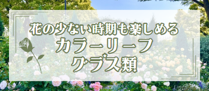 【花の少ない時期も楽しめる カラーリーフ・グラス類】