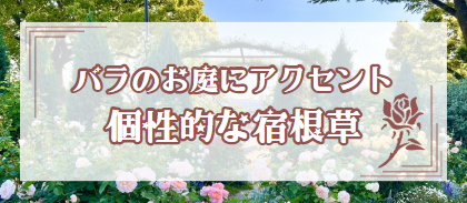 【バラのお庭にアクセント 個性的な宿根草】