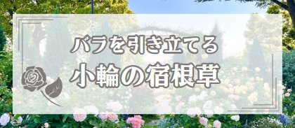 【バラを引き立てる 小輪の宿根草】