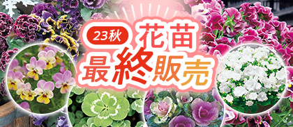 【花苗】