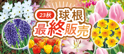 【球根】