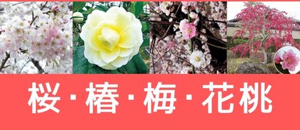 【花木】桜・椿・梅・桃