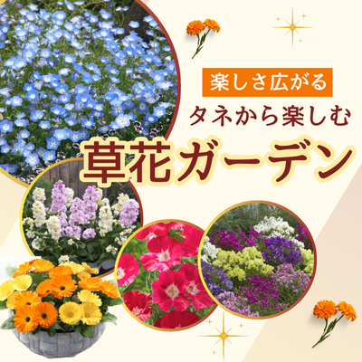 タネから楽しむ草花ガーデン