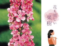 【花も美しい果樹】