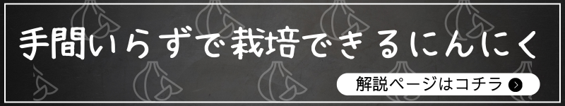 手間いらずで栽培できるにんにく