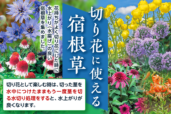 切り花に使える宿根草