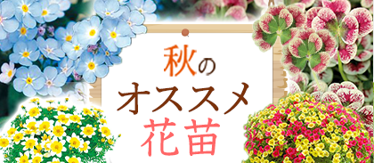 秋のおすすめ花苗