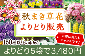 秋まき草花よりどり販売