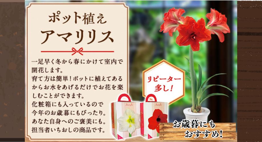 ポット植えアマリリス