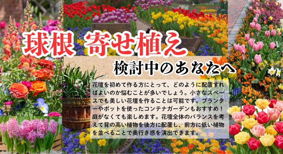 寄せ植えを検討中のあなたへ