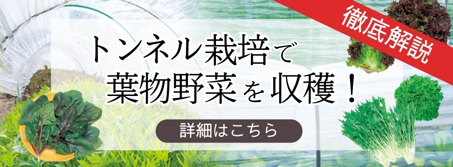 トンネル栽培向きオススメ品種