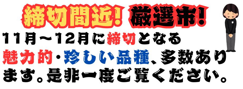 売れないです販売