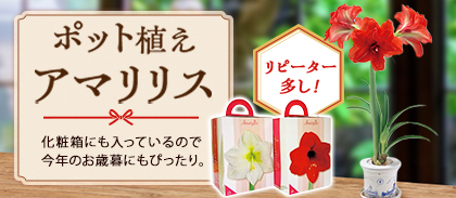 ポット植えアマリリス