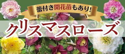 クリスマスローズ開花株