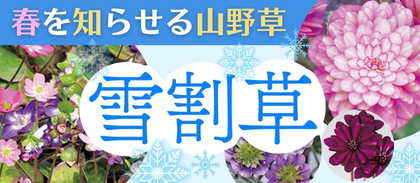 雪割草