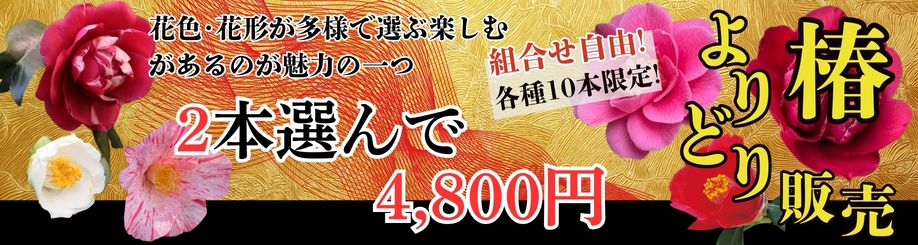 椿よりどり販売