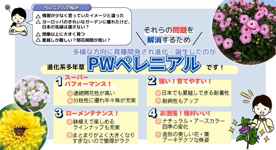 ■PW【ペレニアル】