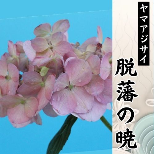 脱藩の暁