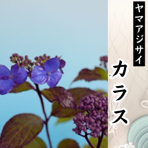 カラス