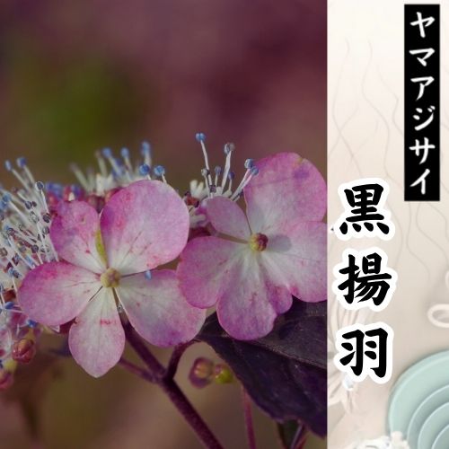 黒揚羽