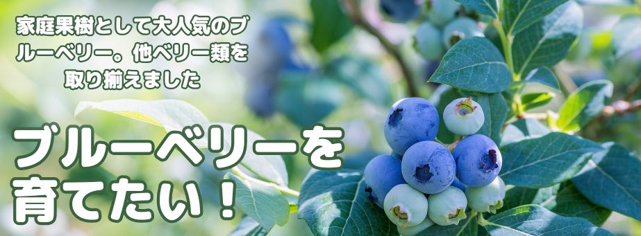 ベリー特集