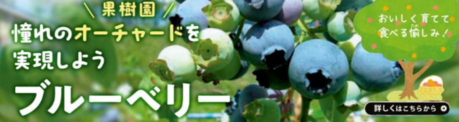 オーチャードブルーベリーはこちら