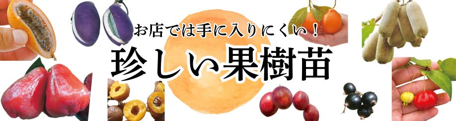 珍しい果樹苗
