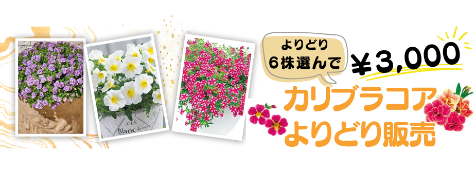 カリブラコア苗アソート販売