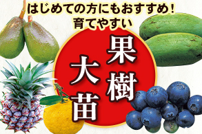 果樹大苗