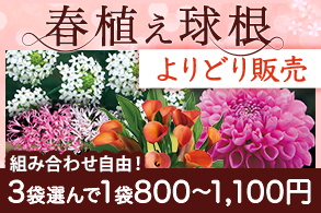 春植え球根