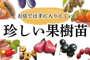 お店では買えない