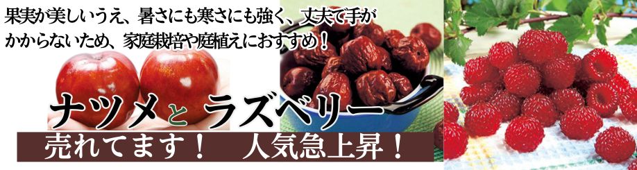 ベリー特集