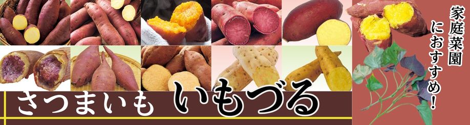 さつまいもを作ろう!!