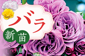 バラ新苗