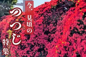 つつじ特集