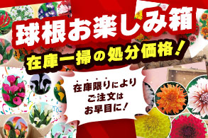 球根お楽しみ箱