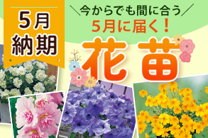 花苗