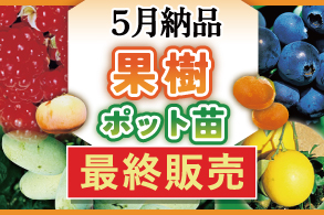 果樹苗特集