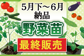 野菜苗特集