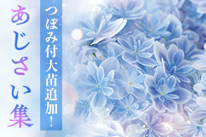 あじさい