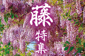 藤特集