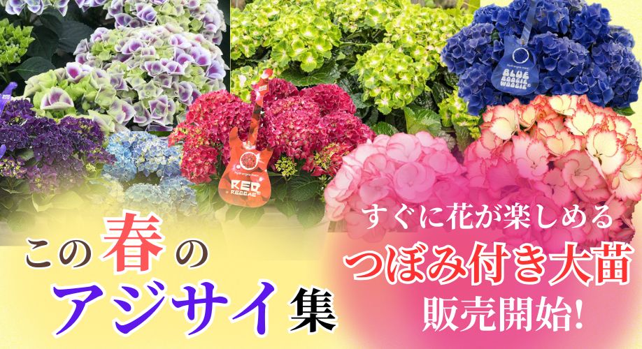 25春あじさい集