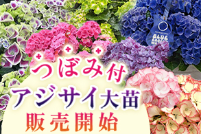 あじさい