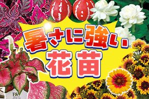 暑さに強い
