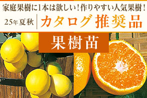 作りやすい人気果樹