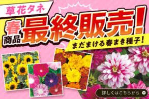 25春最終販売