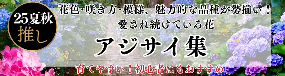 25夏秋あじさい集