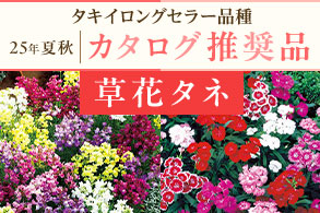 ロングセラー花タネ