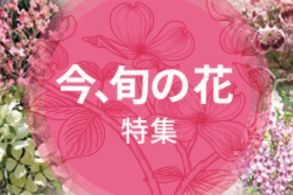旬の花